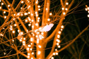 みんなの森・ぎふメディアコスモス、イルミネーション、12月冬、岐阜県岐阜市の観光・撮影スポットの画像と写真