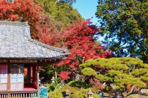 行基寺、紅葉、11月秋、岐阜県海津市の観光・撮影スポットの画像と写真