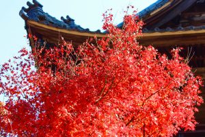 行基寺、紅葉、11月秋、岐阜県海津市の観光・撮影スポットの画像と写真