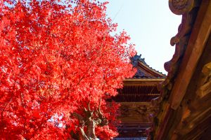 行基寺、紅葉、11月秋、岐阜県海津市の観光・撮影スポットの画像と写真