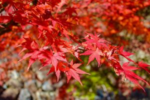 行基寺、紅葉、11月秋、岐阜県海津市の観光・撮影スポットの画像と写真