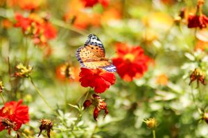 花フェスタ記念公園、キバナコスモス、10月秋の花、岐阜県可児市の観光・撮影スポットの画像と写真