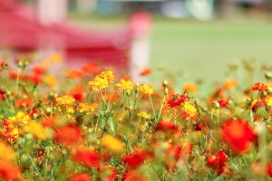 花フェスタ記念公園、キバナコスモス、10月秋の花、岐阜県可児市の観光・撮影スポットの画像と写真