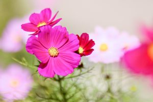 花フェスタ記念公園、コスモス、10月秋の花、岐阜県可児市の観光・撮影スポットの画像と写真