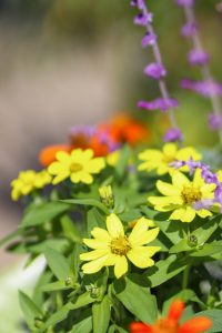 花フェスタ記念公園、コスモス、10月秋の花、岐阜県可児市の観光・撮影スポットの画像と写真