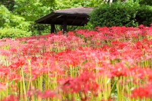 花フェスタ記念公園、彼岸花、10月秋の花、岐阜県可児市の観光・撮影スポットの画像と写真