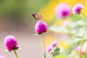 花フェスタ記念公園、秋の花、10月秋の花、岐阜県可児市の観光・撮影スポットの画像と写真