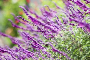花フェスタ記念公園、秋の花、10月秋の花、岐阜県可児市の観光・撮影スポットの画像と写真