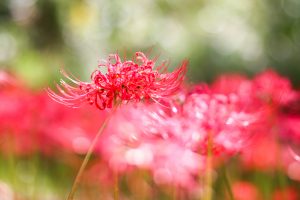 花フェスタ記念公園、彼岸花、10月秋の花、岐阜県可児市の観光・撮影スポットの画像と写真