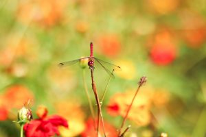 花フェスタ記念公園、キバナコスモス、10月秋の花、岐阜県可児市の観光・撮影スポットの画像と写真