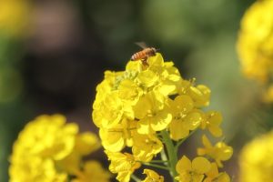 観光農園・花ひろば、菜の花、2020年1 月、夏の花、愛知県知多郡南知多町の観光・撮影スポットの画像と写真