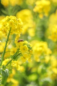 観光農園・花ひろば、菜の花、2020年1 月、夏の花、愛知県知多郡南知多町の観光・撮影スポットの画像と写真