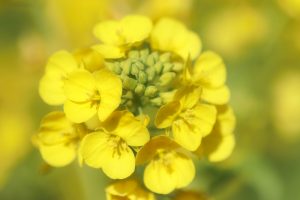 観光農園・花ひろば、菜の花、2020年1 月、夏の花、愛知県知多郡南知多町の観光・撮影スポットの画像と写真