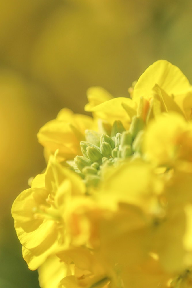 観光農園・花ひろば、菜の花、2020年1 月、夏の花、愛知県知多郡南知多町の観光・撮影スポットの画像と写真