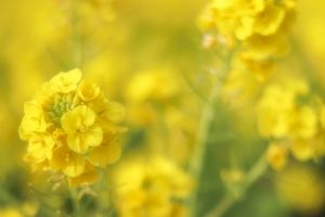 観光農園・花ひろば、菜の花、2020年1 月、夏の花、愛知県知多郡南知多町の観光・撮影スポットの画像と写真
