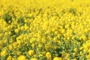 観光農園・花ひろば、菜の花、2020年1 月、夏の花、愛知県知多郡南知多町の観光・撮影スポットの画像と写真