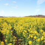 観光農園・花ひろば、菜の花、2020年1 月、春の花、愛知県知多郡南知多町の観光・撮影スポットの画像と写真