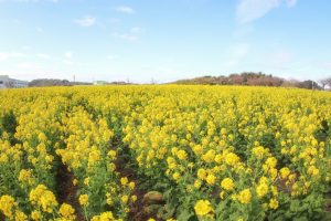観光農園・花ひろば、菜の花、2020年1 月、春の花、愛知県知多郡南知多町の観光・撮影スポットの画像と写真