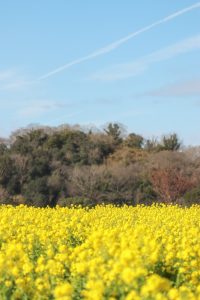 観光農園・花ひろば、菜の花、2020年1 月、夏の花、愛知県知多郡南知多町の観光・撮影スポットの画像と写真
