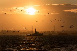 碧南緑地ボードウォーク、夕日、愛知県碧南市の観光・撮影スポットの画像と写真