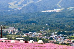 ひるがのピクニック、桃色吐息（ペチュニア）、8月夏、岐阜県郡上市の観光・撮影スポットの画像と写真
