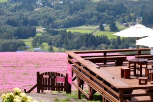 ひるがのピクニック、桃色吐息（ペチュニア）、8月夏、岐阜県郡上市の観光・撮影スポットの画像と写真