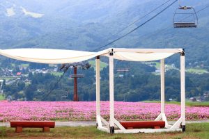 ひるがのピクニック、桃色吐息（ペチュニア）、8月夏、岐阜県郡上市の観光・撮影スポットの画像と写真