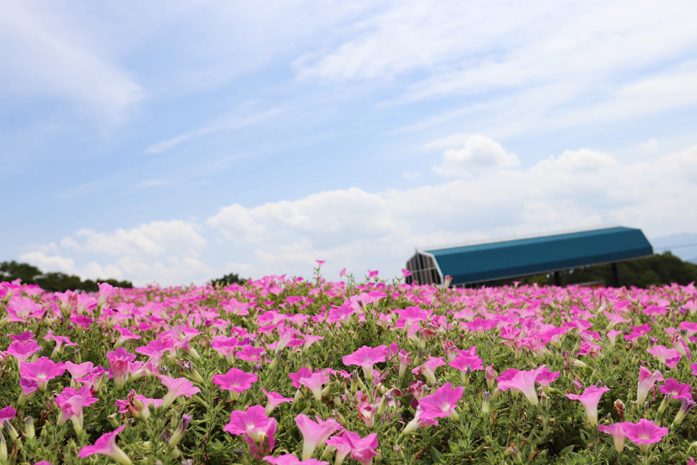 ひるがのピクニック、桃色吐息（ペチュニア）、8月夏、岐阜県郡上市の観光・撮影スポットの画像と写真
