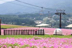 ひるがのピクニック、桃色吐息（ペチュニア）、8月夏、岐阜県郡上市の観光・撮影スポットの画像と写真
