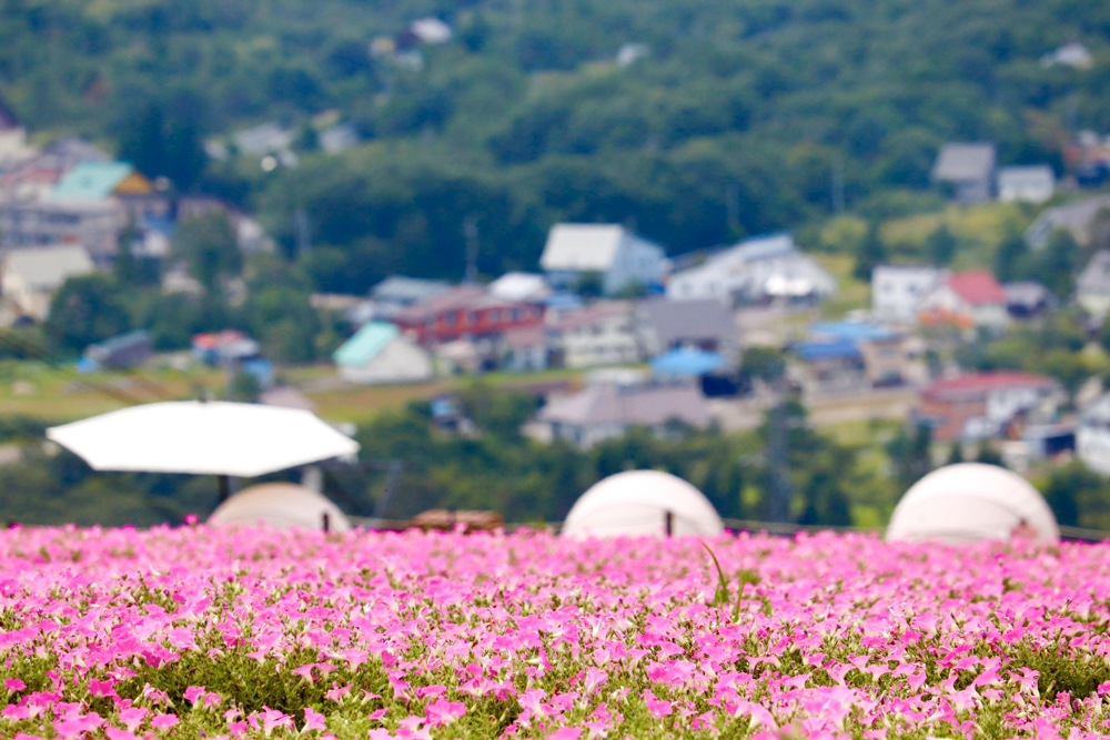 ひるがのピクニック、桃色吐息（ペチュニア）、8月夏、岐阜県郡上市の観光・撮影スポットの画像と写真