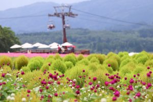 ひるがのピクニック、コキア、8月夏、岐阜県郡上市の観光・撮影スポットの画像と写真