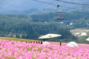 ひるがのピクニック、桃色吐息（ペチュニア）、8月夏、岐阜県郡上市の観光・撮影スポットの画像と写真