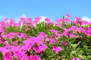 ひるがのピクニック、桃色吐息（ペチュニア）、8月夏、岐阜県郡上市の観光・撮影スポットの画像と写真