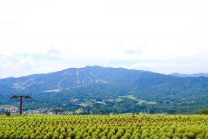 ひるがのピクニック、コキア、8月夏、岐阜県郡上市の観光・撮影スポットの画像と写真