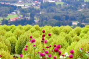 ひるがのピクニック、コキア、8月夏、岐阜県郡上市の観光・撮影スポットの画像と写真