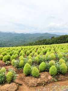 ひるがのピクニック、コキア、8月夏、岐阜県郡上市の観光・撮影スポットの画像と写真