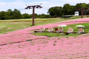 ひるがのピクニック、桃色吐息（ペチュニア）、8月夏、岐阜県郡上市の観光・撮影スポットの画像と写真ひるがのピクニック、桃色吐息（ペチュニア）、8月夏、岐阜県郡上市の観光・撮影スポットの画像と写真