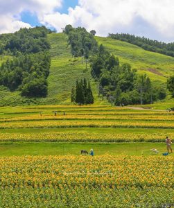 ほおのき平・天空のひまわり園、8月の夏の花、岐阜県高山市の観光・撮影スポッほおのき平・天空のひまわり園、8月の夏の花、岐阜県高山市の観光・撮影スポットの画像と写真