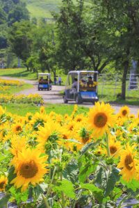 ほおのき平・天空のひまわり園、8月の夏の花、岐阜県高山市の観光・撮影スポットの画像と写真