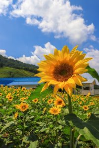 ほおのき平・天空のひまわり園、8月の夏の花、岐阜県高山市の観光・撮影スポットの画像と写真