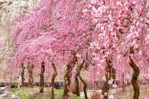 いなべ市農業公園、梅林公園、2月の春の花、三重県いなべ市の観光・撮影スポットの画像と写真