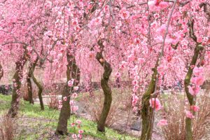 いなべ市農業公園、梅林公園、2月の春の花、三重県いなべ市の観光・撮影スポットの画像と写真