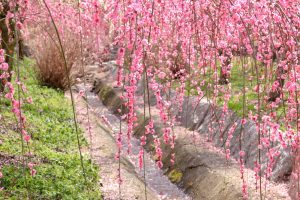 いなべ市農業公園、梅林公園、2月の春の花、三重県いなべ市の観光・撮影スポットの画像と写真