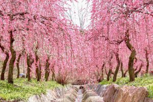 いなべ市農業公園、梅林公園、2月の春の花、三重県いなべ市の観光・撮影スポットの画像と写真