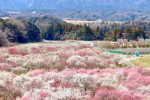 いなべ市農業公園、梅林公園、2月の春の花、三重県いなべ市の観光・撮影スポットの画像と写真