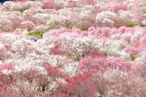 いなべ市農業公園、梅林公園、2月の春の花、三重県いなべ市の観光・撮影スポットの画像と写真