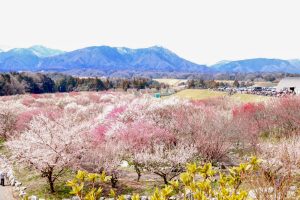 いなべ市農業公園、梅林公園、2月の春の花、三重県いなべ市の観光・撮影スポットの画像と写真