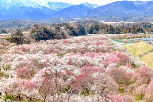 いなべ市農業公園、梅林公園、2月の春の花、三重県いなべ市の観光・撮影スポットの画像と写真