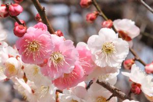 いなべ市農業公園、梅林公園、2月の春の花、三重県いなべ市の観光・撮影スポットの画像と写真