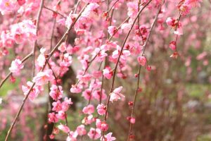 いなべ市農業公園、梅林公園、2月の春の花、三重県いなべ市の観光・撮影スポットの画像と写真